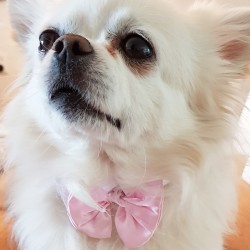Luxe en super comfortabele wit met roze dasstrik voor honden