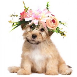 Bloemen band voor honden in grootte verstelbaar
