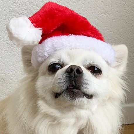Heerlijk zacht kerstmutsje voor de hond