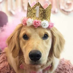 Aandoenlijk glitter hoedje voor de eerste verjaardag van de hond roze