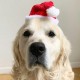 Heerlijk zacht kerstmutsje voor de hond