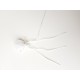 White Rose antenne decoratie