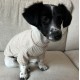 Honden fleece gilet met los bijpassend truitje