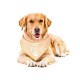 Honden bandana Baby Security de luxe geel met wit